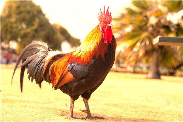 夢見我阻止一場偷盜是啥預兆_周公解夢官網