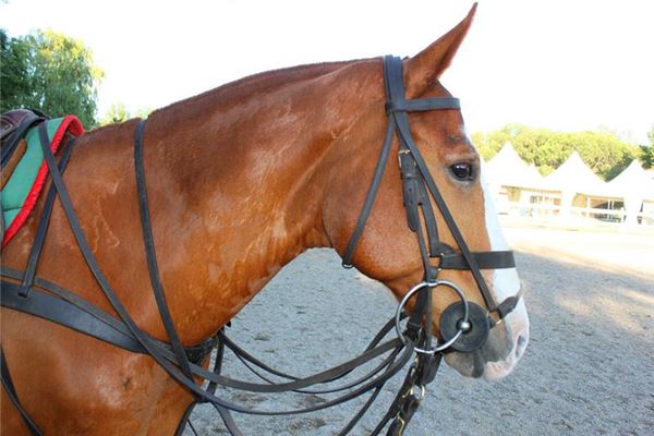 Dream of harness _ duke of zhou interprets dream harness what is meant by the dream to dream harness is good _ _ duke of zhou interprets website