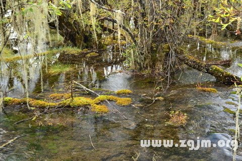 Dream of marsh wetland