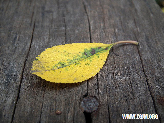 夢見朋友懷孕大肚子_周公解夢夢到朋友懷孕大肚子是什麼意思_做夢夢見朋友懷孕大肚子好不好_周公解夢官網